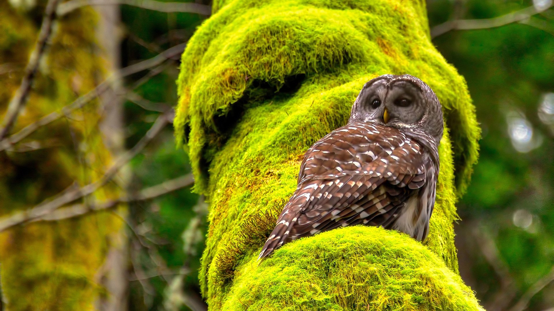 球队整体防守强度是否能弥补锋线把握机会能力不足，防守型球队