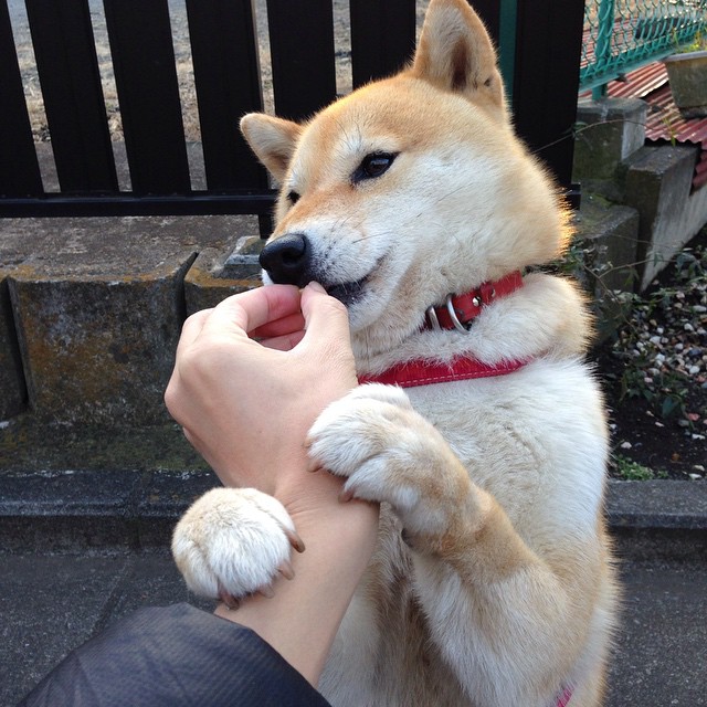 马术比赛观众数量再创新高，马术比赛观众数量再创新高怎么算