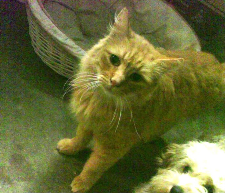 开云体育网页版-CBA联盟推动基层篮球教练职业化，篮球基层教练应该具备哪些能力