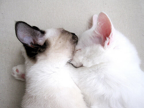 开云体育官方-奥预赛中国青年队出战 球迷现场支持不断，中国青少年奥林匹克竞赛官网