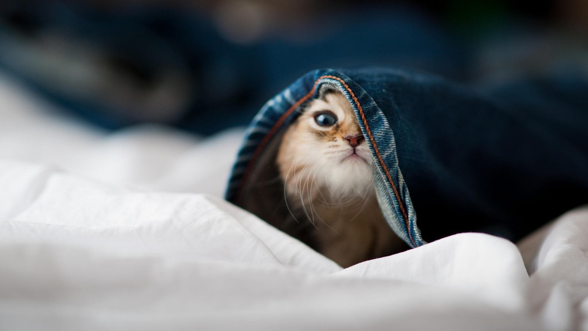 世界杯天王争霸：个人秀与战术融合的巅峰对决，世界杯过人王